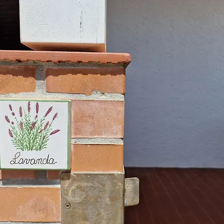 Lavanda